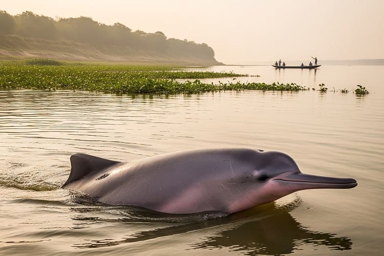dolphin in katarniagaht