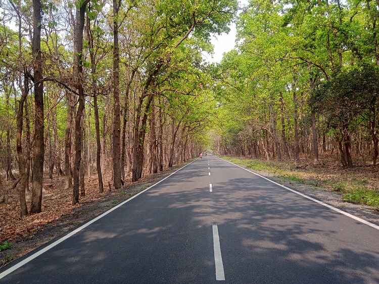 Exploring the Mystical Forest Trails of Katarniaghat: Hidden Routes and Jungle Treks