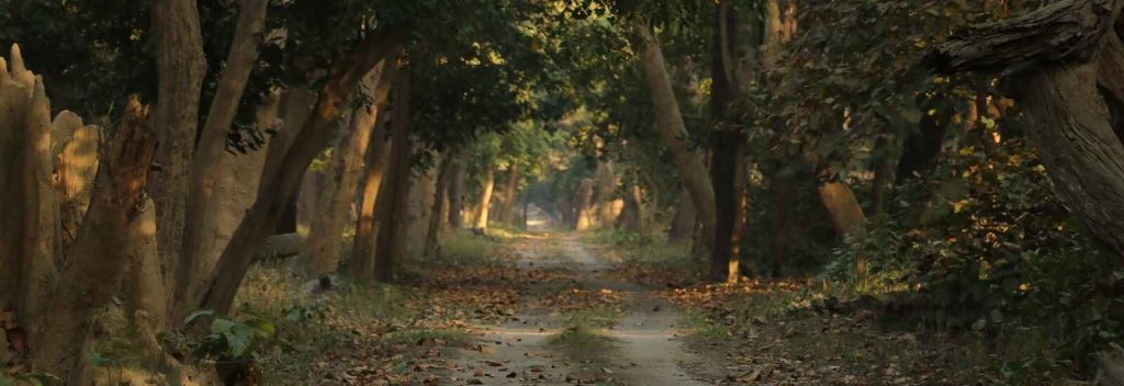 forest of katarniaghat