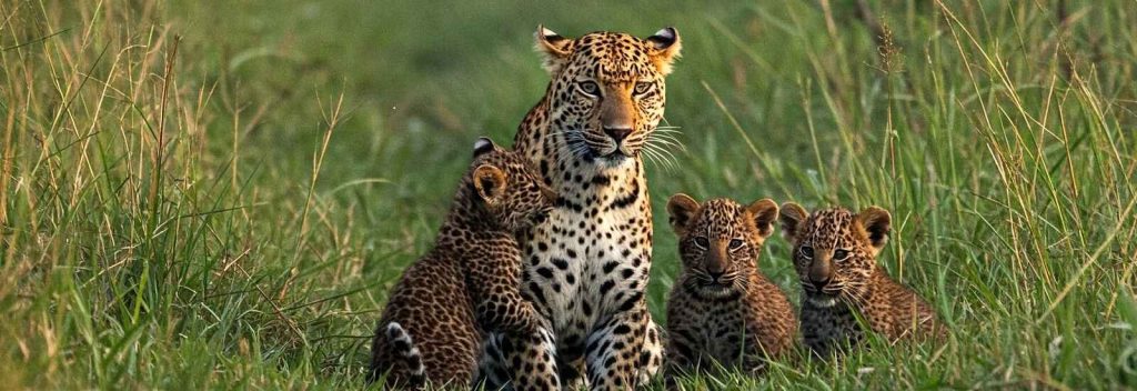 family of leopard in katarniaghat