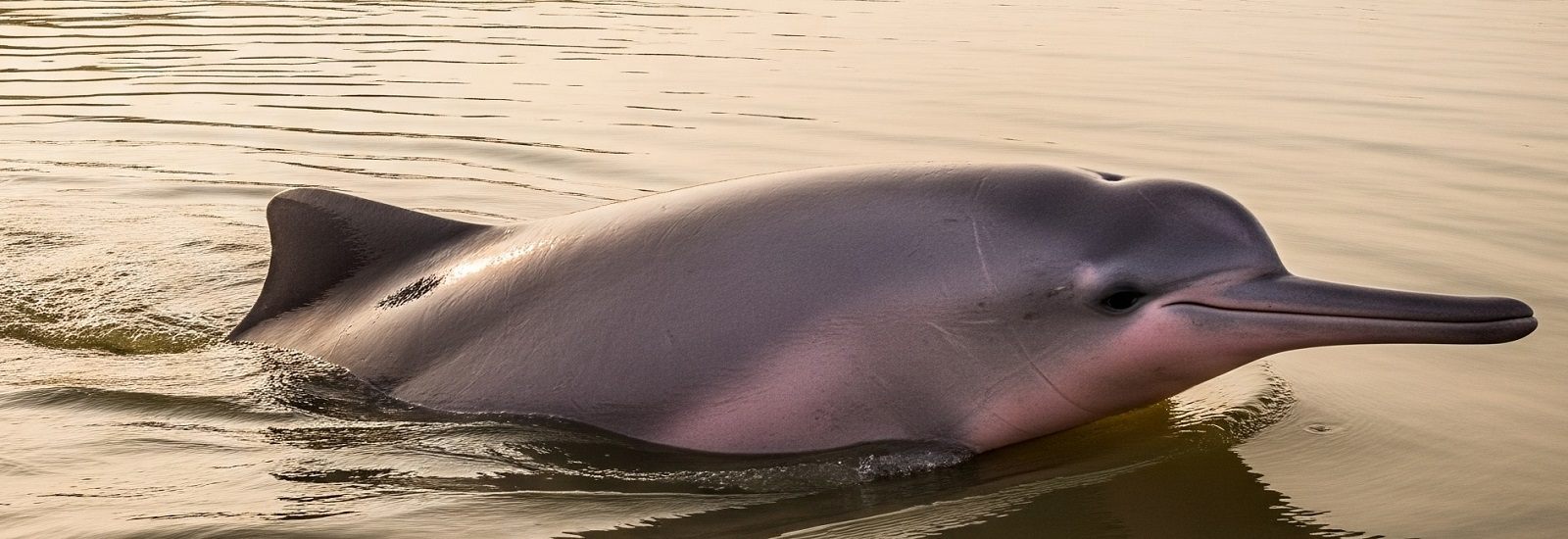 Explore Dolphin at Katarniaghat Wildlife Sanctuary