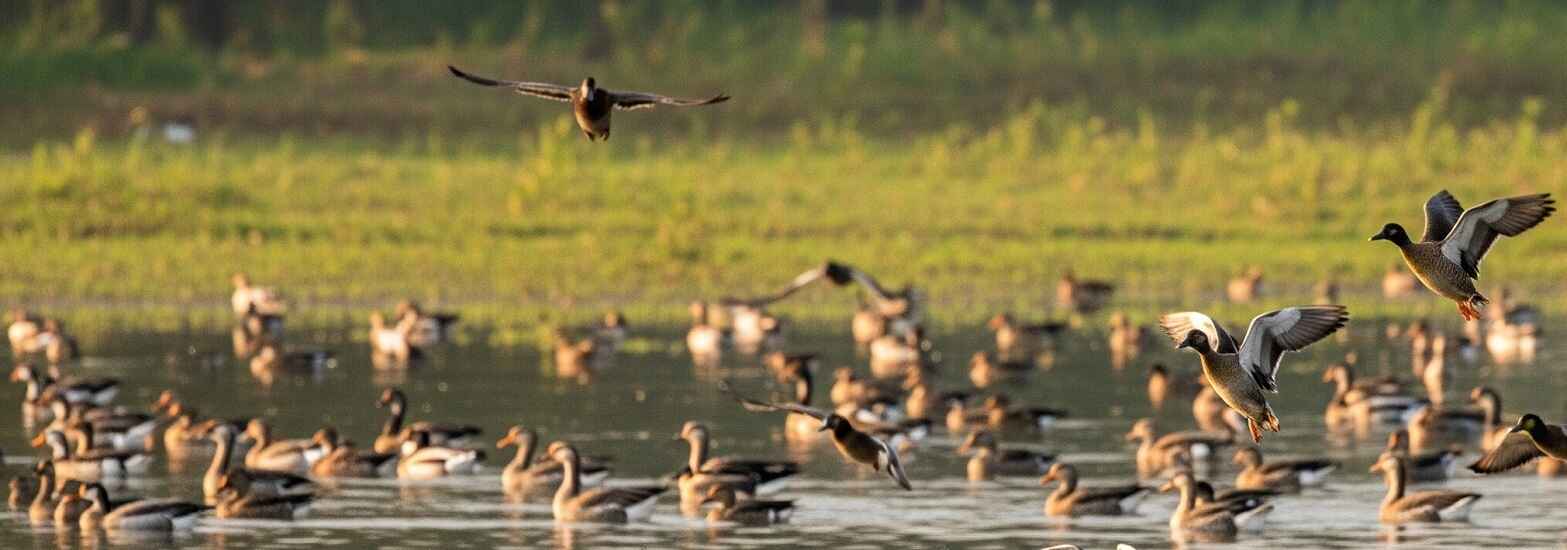 exotic birds watching katarniaghat