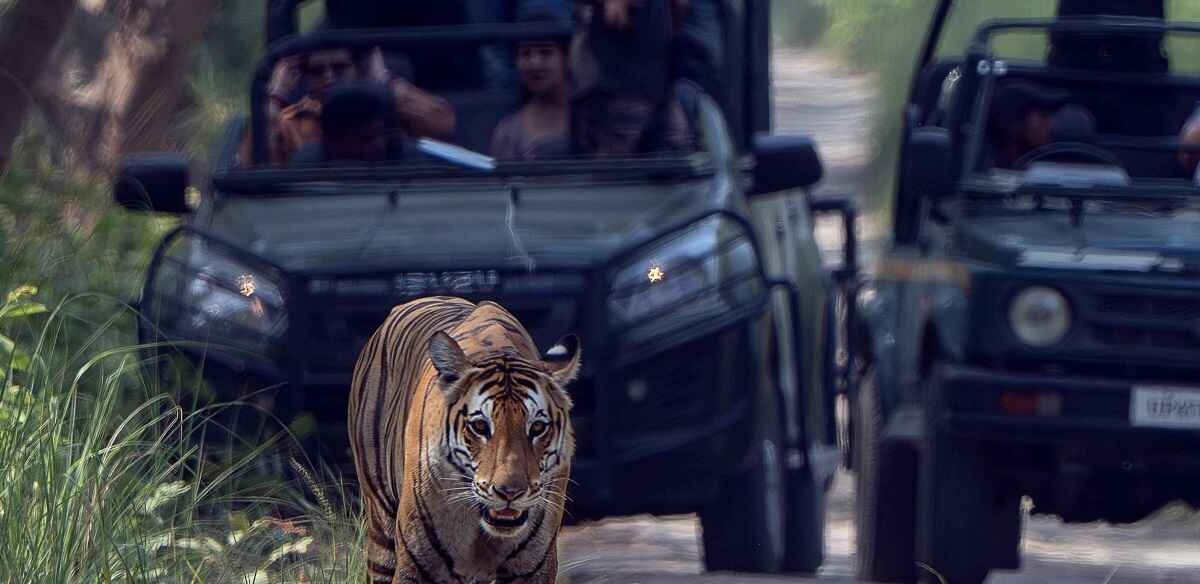Katarniaghat jungle safari Jungle Safari & Boat Safari at Katarniaghat Wildlife Sanctuary