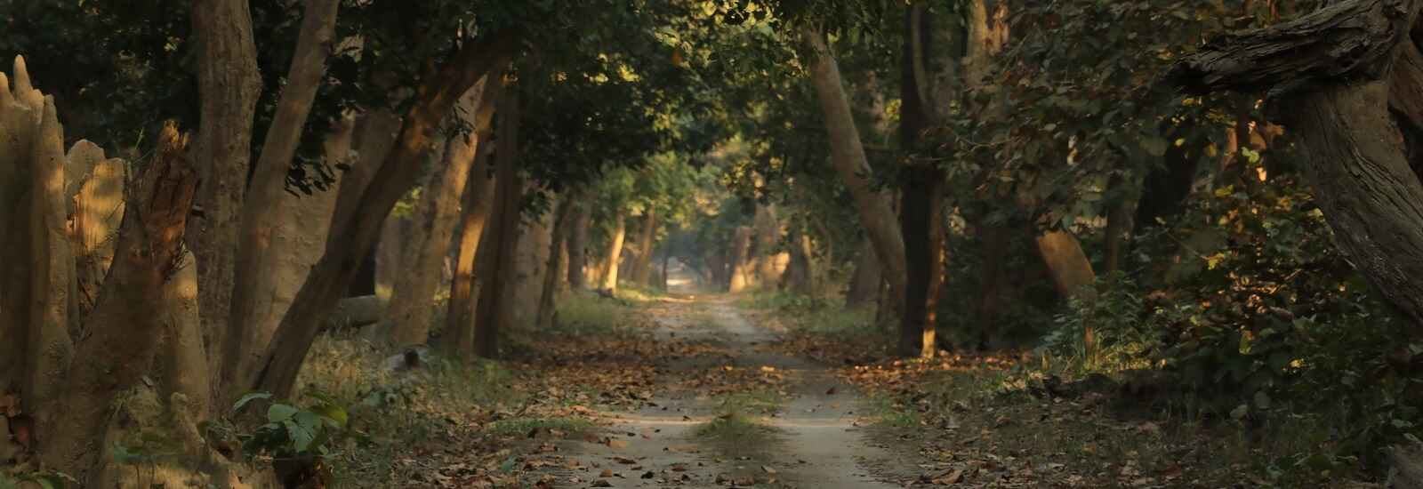 Forest of Katarniaghat Wildlife Sanctuary