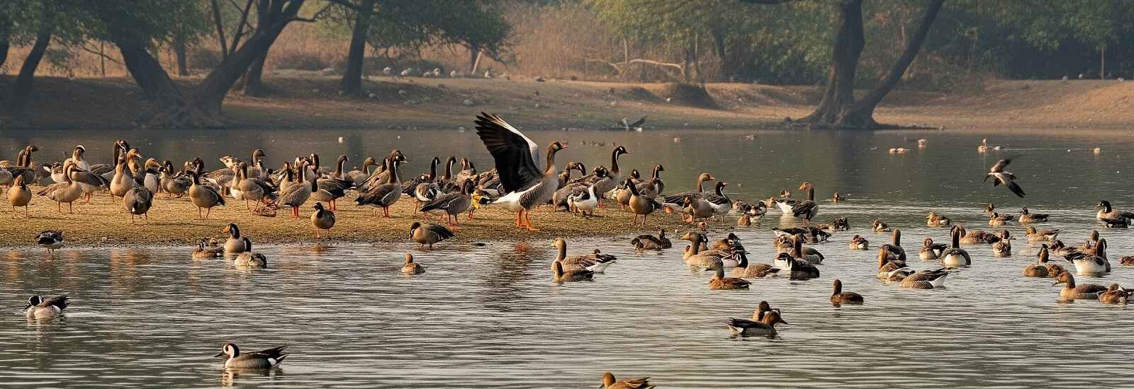 Migrated Birds Watching at Katarniaghat