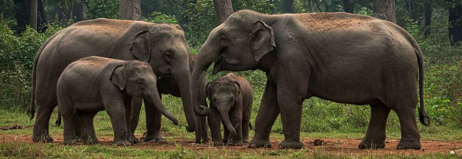 Terai elephant reserve - Katarniaghat