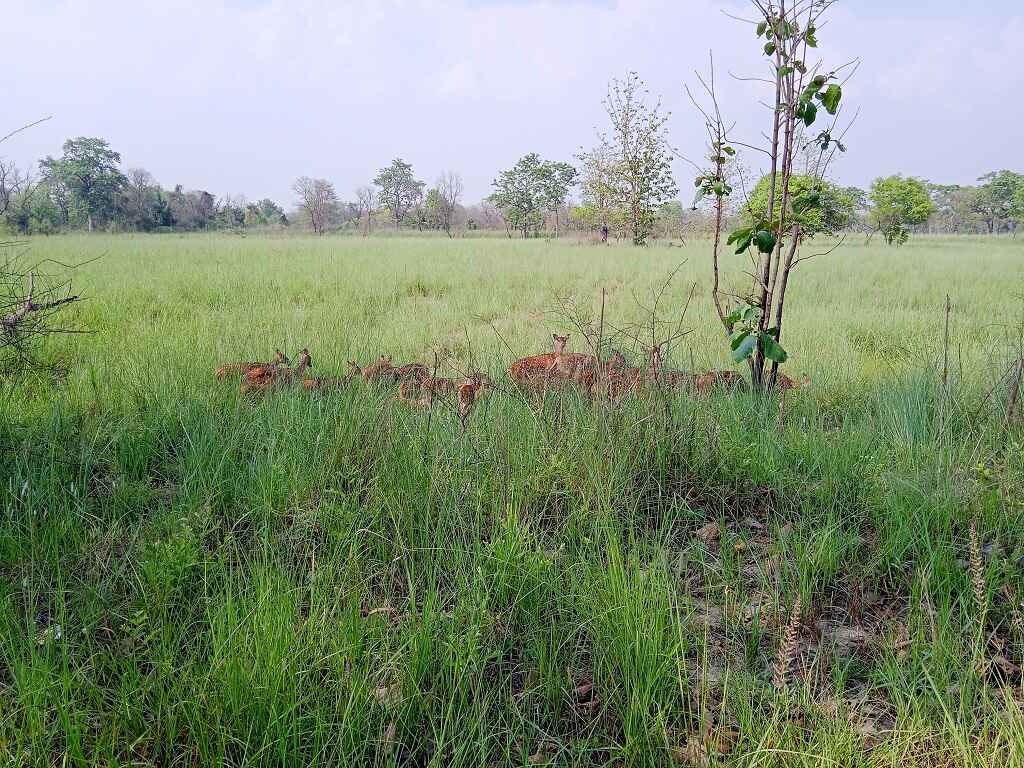 katarniagaht spotted deer