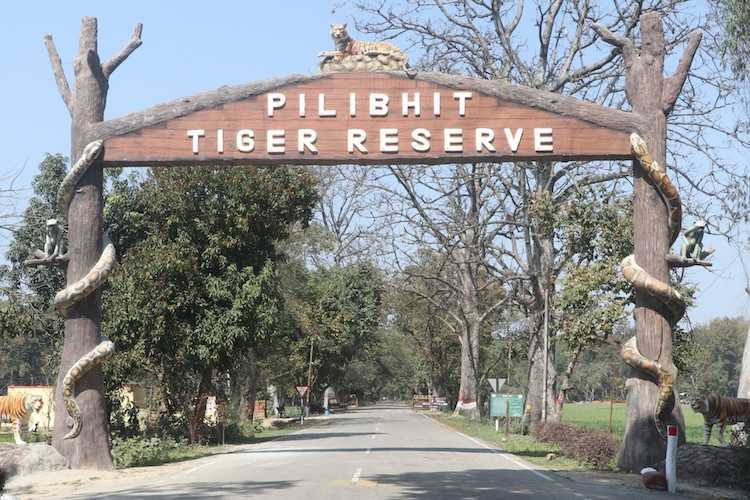 Pilibhit Tiger Reserve near by Katarniaghat Wildlife Sanctuary