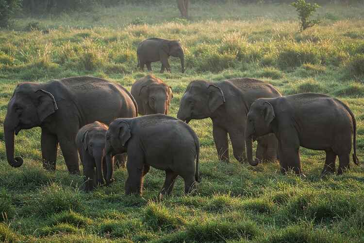 2 Nights 3 Days Katarniaghat & Dudhwa National Park Tour